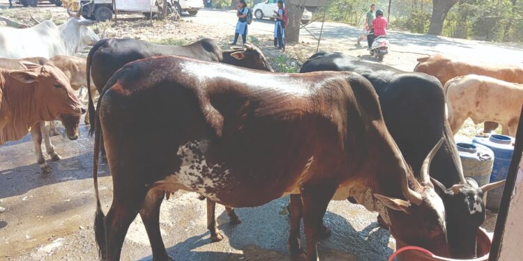मोहोपाड्यात मुक्या जनावरांसाठी उभारली पाणपोई