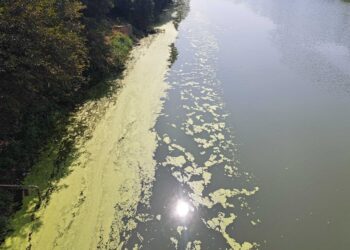 उल्हास नदी प्रदूषणाच्या विळख्यात