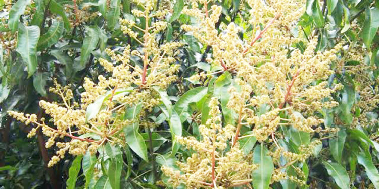 अवकाळीचा आंबा-काजूला फटका