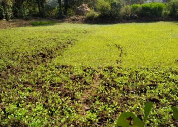 गिरणे गावात 80 एकरांवर चवळीची लागवड