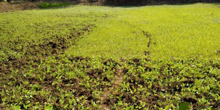 गिरणे गावात 80 एकरांवर चवळीची लागवड