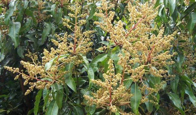 आंबा पिकाची काळजी घ्या