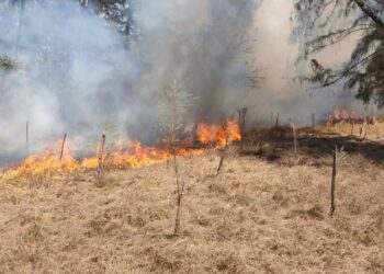 आक्षीतील सुरूचे बन पेटले