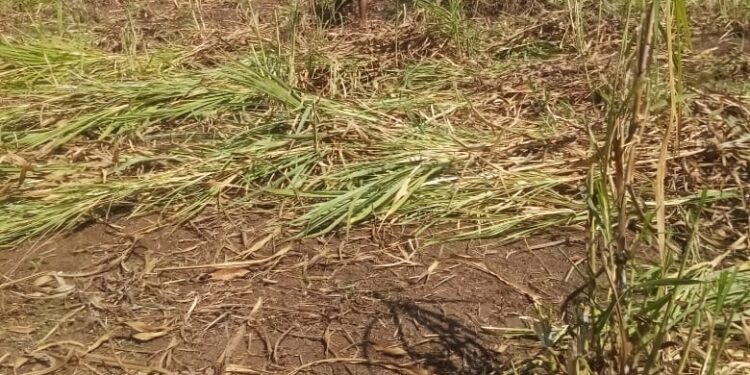 हत्ती गवताची लागवड यशस्वी