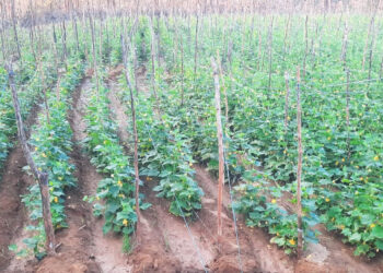 आदिवासी शेतकर्‍याची पाण्यासाठी पायपीट