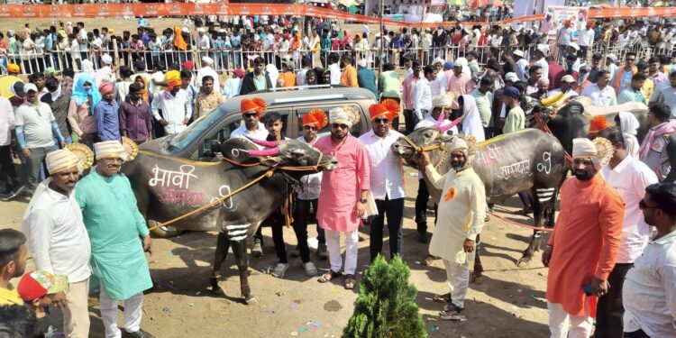 नारंगी-स्वाली येथे रंगली बैलगाडा शर्यत