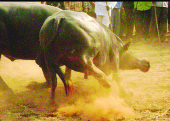 पोलादपूरमध्ये रंगल्या रेड्यांच्या बेकायदा झोंब्या