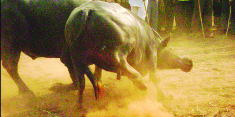 पोलादपूरमध्ये रंगल्या रेड्यांच्या बेकायदा झोंब्या