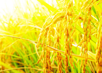 भात खरेदी-विक्रीतून करोडो रूपयांची उलाढाल