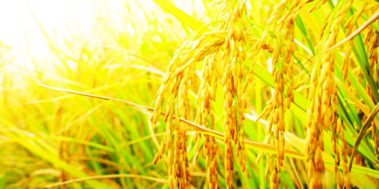 भात खरेदी-विक्रीतून करोडो रूपयांची उलाढाल