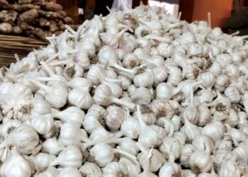 आवक कमी झाल्याने लसणाच्या दरात तेजी