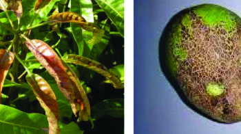 हापूस आंब्यावर ‘थ्रीप्स’चं संकट