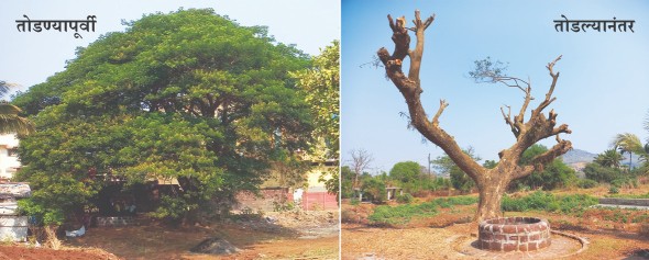 बोर्लीपंचतनमध्ये प्राचीन वृक्षाची कत्तल