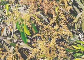 वातावरण बदलामुळे मोहर संकटात