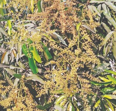 वातावरण बदलामुळे मोहर संकटात