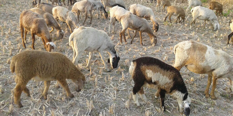 चारा, पाण्यासाठी मेंढपाळांची भटकंती