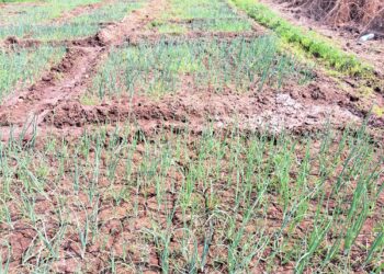 कुंभे माळरानावर पांढर्‍या कांद्याची शेती