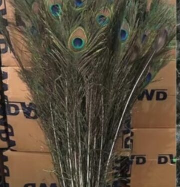 मोठी कारवाई! जेएनपीए बंदरातून 2 कोटी रुपयांच्या मोरपिसांची तस्करी