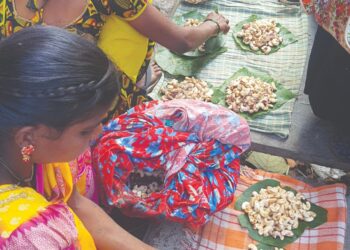 मुरूडमध्ये ओले काजूगर, पोपटीच्या शेंगांची आवक वाढली