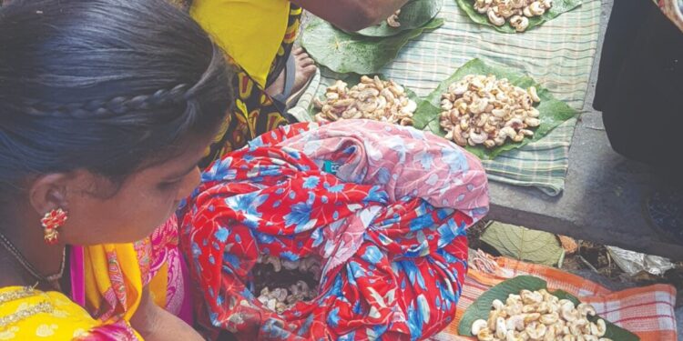 मुरूडमध्ये ओले काजूगर, पोपटीच्या शेंगांची आवक वाढली