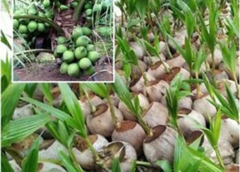 कोकण नारळ लागवडीसाठी अधिक पूरक