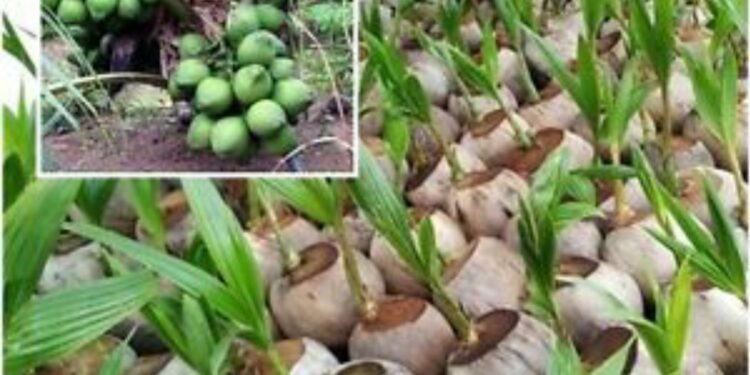 कोकण नारळ लागवडीसाठी अधिक पूरक