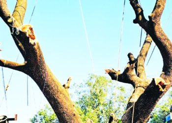 नेरळ रेल्वे स्थानकातील झाडांची कत्तल