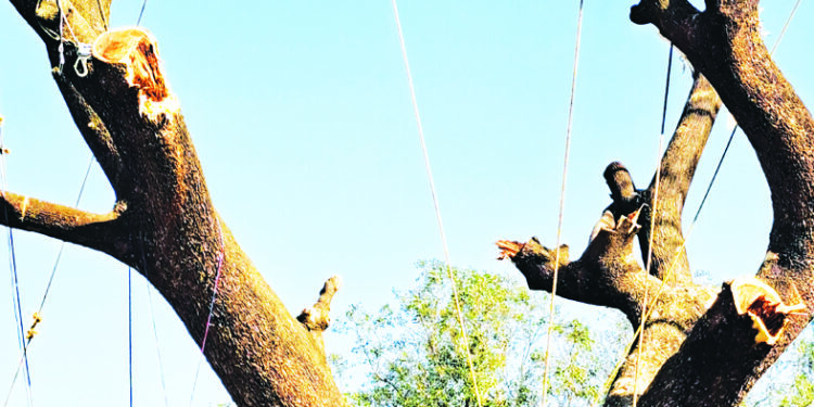 नेरळ रेल्वे स्थानकातील झाडांची कत्तल