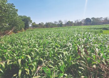 पाझर तलावाच्या पाण्यावर हिरव्या चाऱ्याची शेती