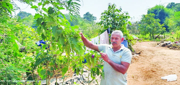 वांग्याच्या झाडाला 11 प्रकारची वांगी