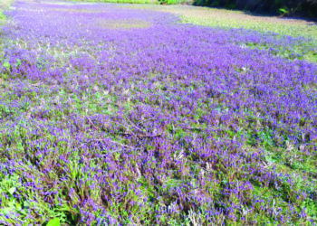 शेतांमध्ये पसरली जांभळ्या मंजिरीची सुगंधी दुलई