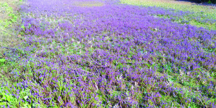 शेतांमध्ये पसरली जांभळ्या मंजिरीची सुगंधी दुलई