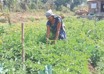 परसबाग फुलवण्यावर महिलांचा भर