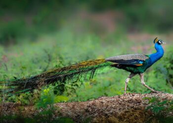 उरण तालुक्यात मोराची शिकार
