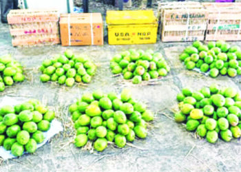 जानेवारीत हापूसची आवक; मात्र एप्रिलमध्ये तुटवडा