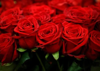 व्हॅलेंटाईन सप्ताहानिमित्त तरुणाईचा उत्साह शिगेला