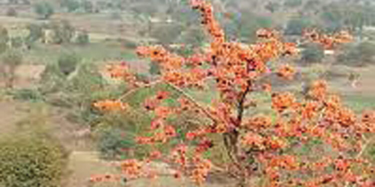 रानफुलांना बहर; निसर्गप्रेमींचा आकर्षणाचा विषय