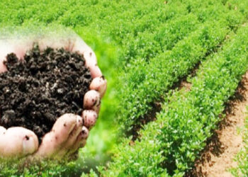 जमिनीचे आरोग्य शेतीसाठी महत्त्वाचे