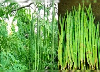 शेवगा उत्पादनाकडे शेतकर्‍यांचे लक्ष