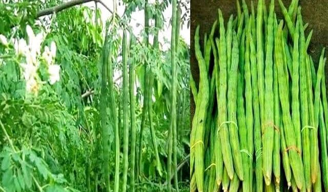 शेवगा उत्पादनाकडे शेतकर्‍यांचे लक्ष