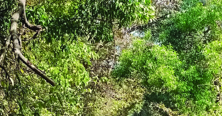 सुपेगांव रस्त्याला झाडाझुडपांचा विळखा