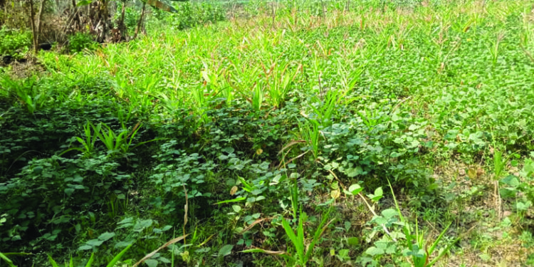 कडधान्य,भाजीपाला उत्पादक शेतकरी चिंतेत