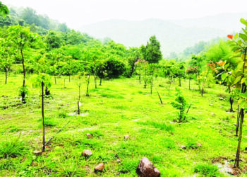 रायगडच्या वनसंपदेत वाढ