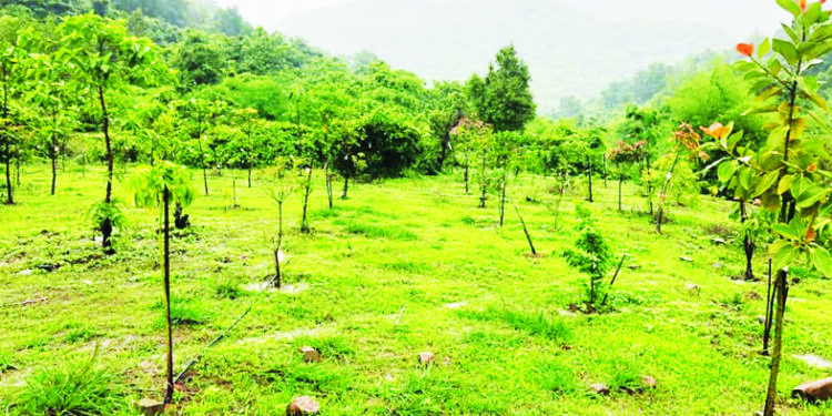 रायगडच्या वनसंपदेत वाढ