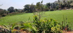 तलावाला जलपर्णींचा विळखा