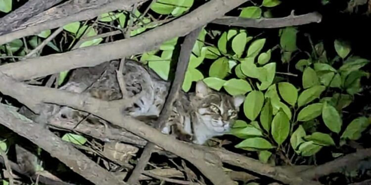 अलिबागमध्ये आढळली दुर्मिळ रस्टी स्पॉटेड कॅट
