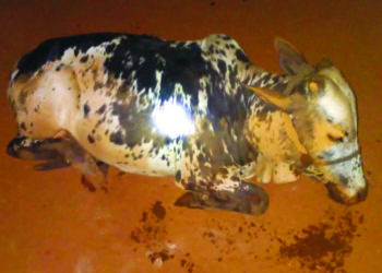 ग्रामस्थांच्या सतर्कतेमुळे गुरे चोरीचा डाव फसला