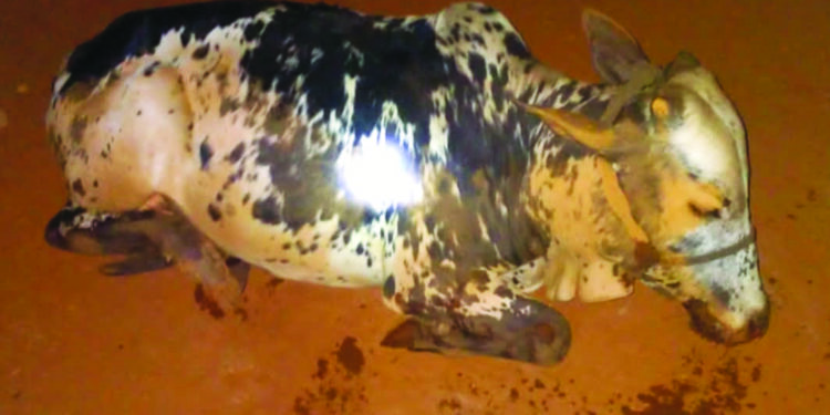 ग्रामस्थांच्या सतर्कतेमुळे गुरे चोरीचा डाव फसला