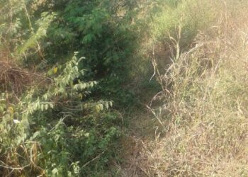 आठ वर्षांपासून कालवे कोरडेच