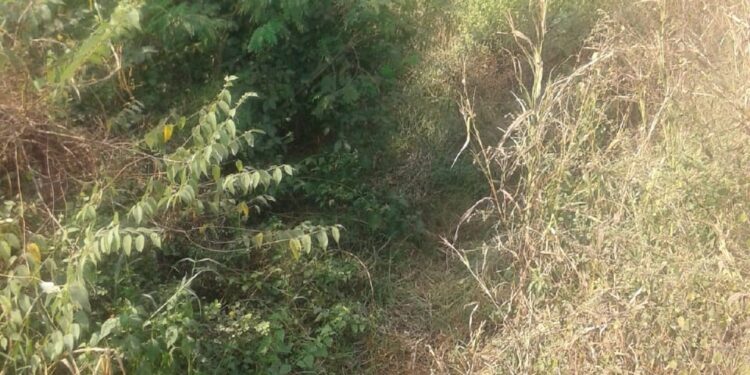 आठ वर्षांपासून कालवे कोरडेच